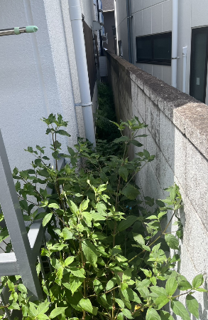 東京都板橋区で除草+防草シート+砂利敷きを行いました|雑草の生えない明るい通路に Before